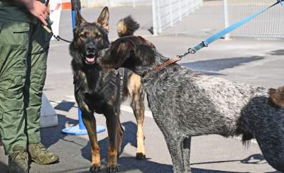 Wyjątkowi pracownicy Kraków Airport, do zadań specjalnych... - zdjęcie 19