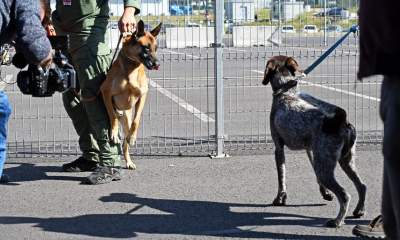 Wyjątkowi pracownicy Kraków Airport, do zadań specjalnych... - zdjęcie 9