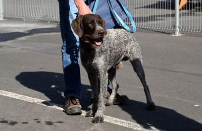 Wyjątkowi pracownicy Kraków Airport, do zadań specjalnych... - zdjęcie 16