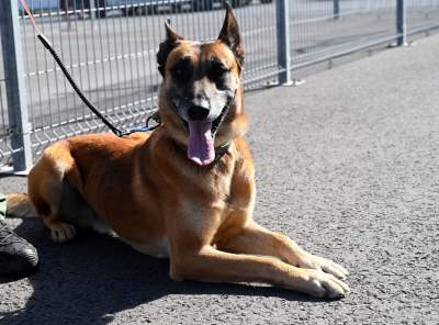 Wyjątkowi pracownicy Kraków Airport, do zadań specjalnych... - zdjęcie 10