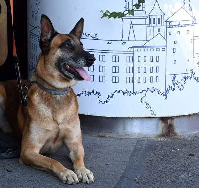 Wyjątkowi pracownicy Kraków Airport, do zadań specjalnych... - zdjęcie 2