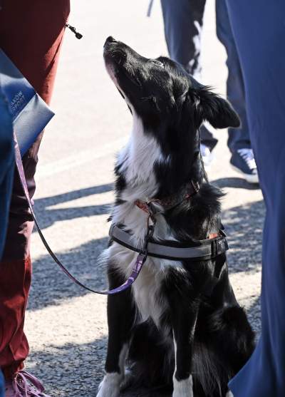 Wyjątkowi pracownicy Kraków Airport, do zadań specjalnych... - zdjęcie 20