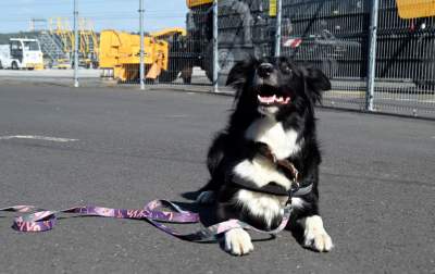 Wyjątkowi pracownicy Kraków Airport, do zadań specjalnych... - zdjęcie 28