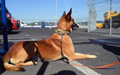 Wyjątkowi pracownicy Kraków Airport, do zadań specjalnych... - zdjęcie 6