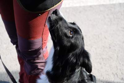 Wyjątkowi pracownicy Kraków Airport, do zadań specjalnych... - zdjęcie 11