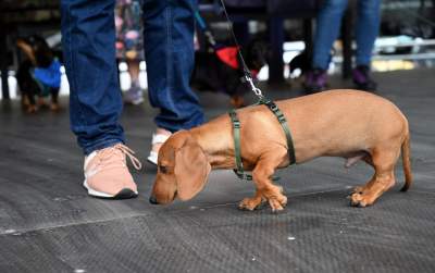 Niesamowity Marsz Jamników przeszedł przez centrum Krakowa - zdjęcie 22