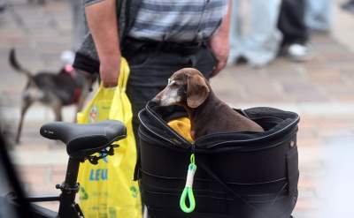 Niesamowity Marsz Jamników przeszedł przez centrum Krakowa - zdjęcie 5