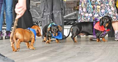 Niesamowity Marsz Jamników przeszedł przez centrum Krakowa - zdjęcie 23