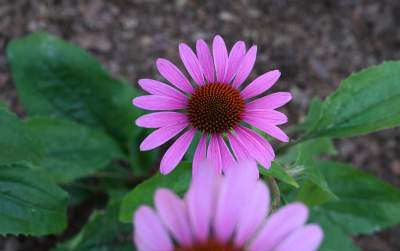 Najbardziej oryginalny park w Polsce otwarty. Krakowianie zachwyceni - zdjęcie 19