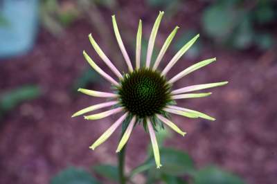 Najbardziej oryginalny park w Polsce otwarty. Krakowianie zachwyceni - zdjęcie 18