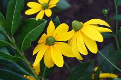 Najbardziej oryginalny park w Polsce otwarty. Krakowianie zachwyceni - zdjęcie 22