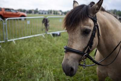 Juliada 2019 wystartowała: dla takiej imprezy nie ma złej pogody - zdjęcie 31