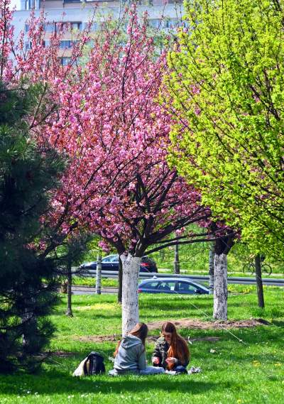 Japońska, wiśniowa aleja w Krakowie znów kwitnie. Nie potrwa to długo - zdjęcie 4