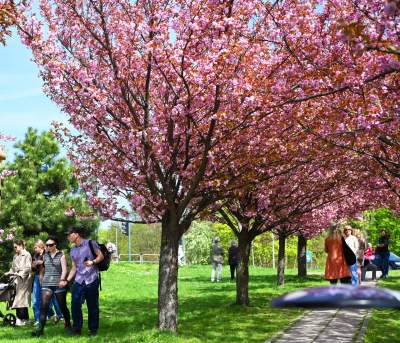 Japońska, wiśniowa aleja w Krakowie znów kwitnie. Nie potrwa to długo - zdjęcie 25