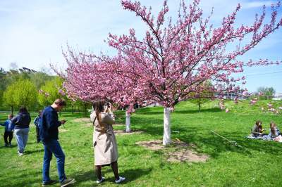 Japońska, wiśniowa aleja w Krakowie znów kwitnie. Nie potrwa to długo - zdjęcie 12