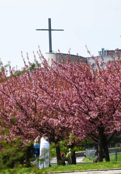 Japońska, wiśniowa aleja w Krakowie znów kwitnie. Nie potrwa to długo - zdjęcie 1