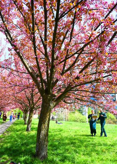 Japońska, wiśniowa aleja w Krakowie znów kwitnie. Nie potrwa to długo - zdjęcie 24
