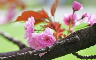 Japońska, wiśniowa aleja w Krakowie znów kwitnie. Nie potrwa to długo - zdjęcie 15