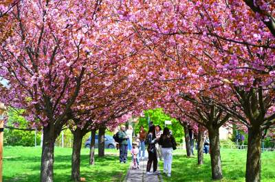 Japońska, wiśniowa aleja w Krakowie znów kwitnie. Nie potrwa to długo - zdjęcie 19