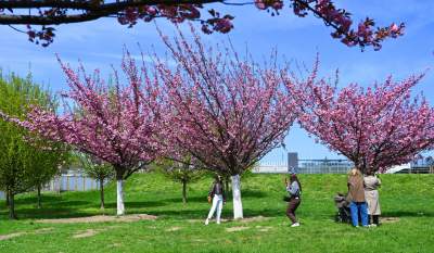 Japońska, wiśniowa aleja w Krakowie znów kwitnie. Nie potrwa to długo - zdjęcie 27