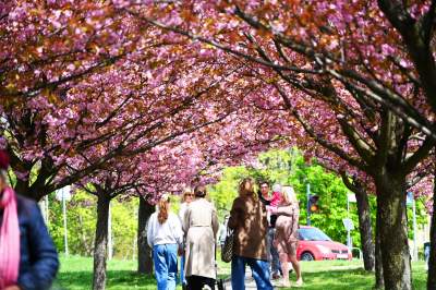 Japońska, wiśniowa aleja w Krakowie znów kwitnie. Nie potrwa to długo - zdjęcie 22