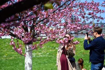 Japońska, wiśniowa aleja w Krakowie znów kwitnie. Nie potrwa to długo - zdjęcie 18