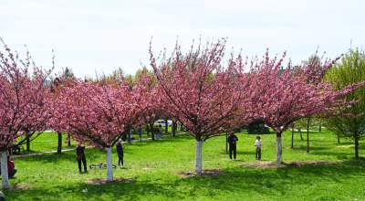 Japońska, wiśniowa aleja w Krakowie znów kwitnie. Nie potrwa to długo - zdjęcie 44