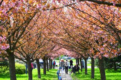 Japońska, wiśniowa aleja w Krakowie znów kwitnie. Nie potrwa to długo - zdjęcie 20