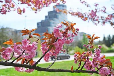 Japońska, wiśniowa aleja w Krakowie znów kwitnie. Nie potrwa to długo - zdjęcie 13
