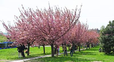 Japońska, wiśniowa aleja w Krakowie znów kwitnie. Nie potrwa to długo - zdjęcie 43