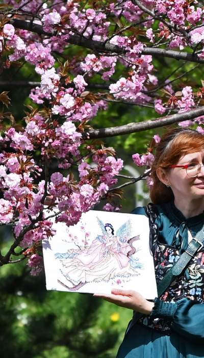 Japońska, wiśniowa aleja w Krakowie znów kwitnie. Nie potrwa to długo - zdjęcie 30