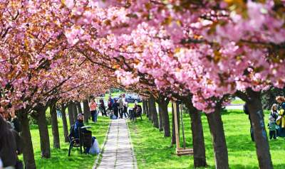 Japońska, wiśniowa aleja w Krakowie znów kwitnie. Nie potrwa to długo - zdjęcie 5