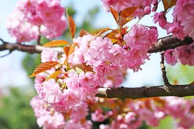 Japońska, wiśniowa aleja w Krakowie znów kwitnie. Nie potrwa to długo - zdjęcie 42