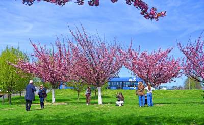 Japońska, wiśniowa aleja w Krakowie znów kwitnie. Nie potrwa to długo - zdjęcie 29