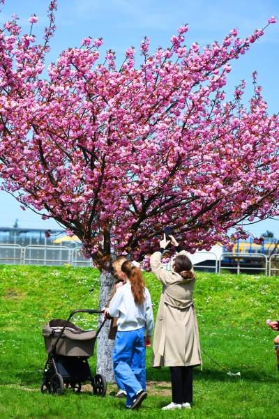 Japońska, wiśniowa aleja w Krakowie znów kwitnie. Nie potrwa to długo - zdjęcie 32