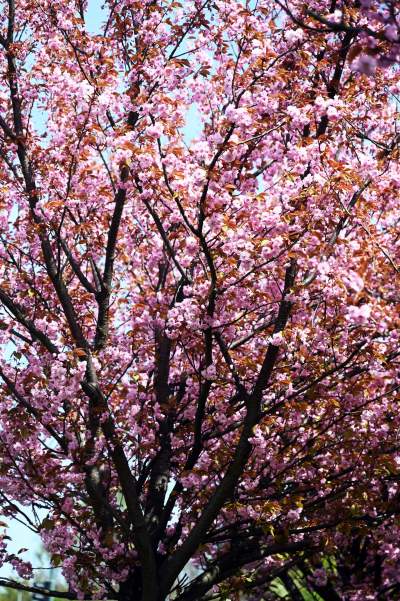 Japońska, wiśniowa aleja w Krakowie znów kwitnie. Nie potrwa to długo - zdjęcie 28