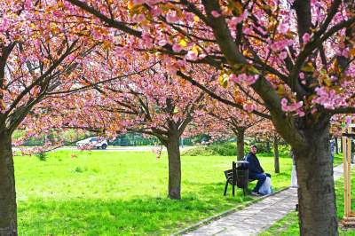 Japońska, wiśniowa aleja w Krakowie znów kwitnie. Nie potrwa to długo - zdjęcie 14