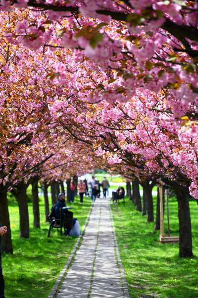 Japońska, wiśniowa aleja w Krakowie znów kwitnie. Nie potrwa to długo - zdjęcie 6