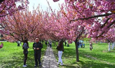 Japońska, wiśniowa aleja w Krakowie znów kwitnie. Nie potrwa to długo - zdjęcie 9