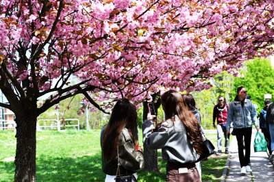 Japońska, wiśniowa aleja w Krakowie znów kwitnie. Nie potrwa to długo - zdjęcie 38