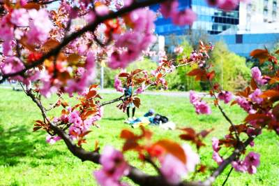 Japońska, wiśniowa aleja w Krakowie znów kwitnie. Nie potrwa to długo - zdjęcie 36