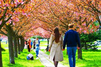 Japońska, wiśniowa aleja w Krakowie znów kwitnie. Nie potrwa to długo - zdjęcie 31