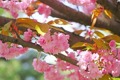 Japońska, wiśniowa aleja w Krakowie znów kwitnie. Nie potrwa to długo - zdjęcie 10