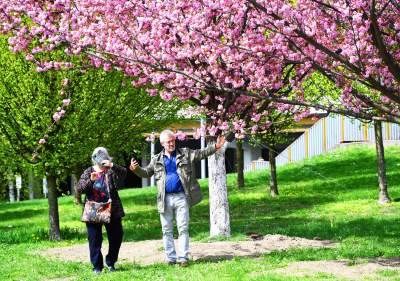 Japońska, wiśniowa aleja w Krakowie znów kwitnie. Nie potrwa to długo - zdjęcie 37
