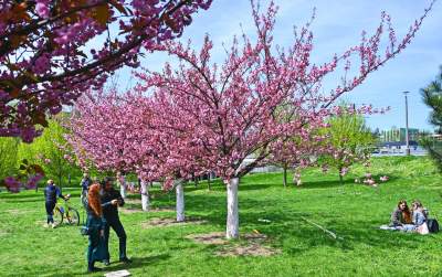 Japońska, wiśniowa aleja w Krakowie znów kwitnie. Nie potrwa to długo - zdjęcie 39