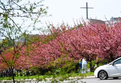 Japońska, wiśniowa aleja w Krakowie znów kwitnie. Nie potrwa to długo - zdjęcie 2