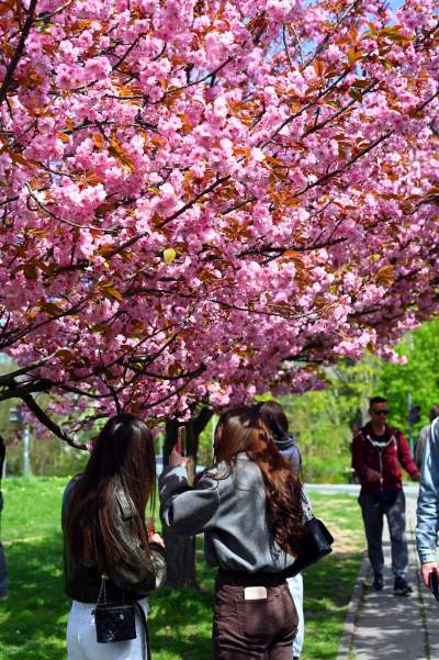 Japońska, wiśniowa aleja w Krakowie znów kwitnie. Nie potrwa to długo - zdjęcie 40