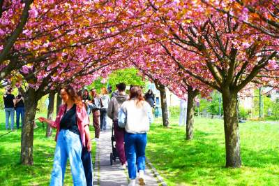 Japońska, wiśniowa aleja w Krakowie znów kwitnie. Nie potrwa to długo - zdjęcie 34