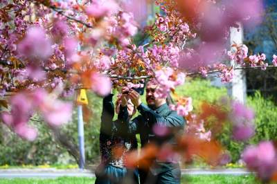 Japońska, wiśniowa aleja w Krakowie znów kwitnie. Nie potrwa to długo - zdjęcie 16