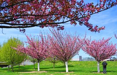 Japońska, wiśniowa aleja w Krakowie znów kwitnie. Nie potrwa to długo - zdjęcie 21